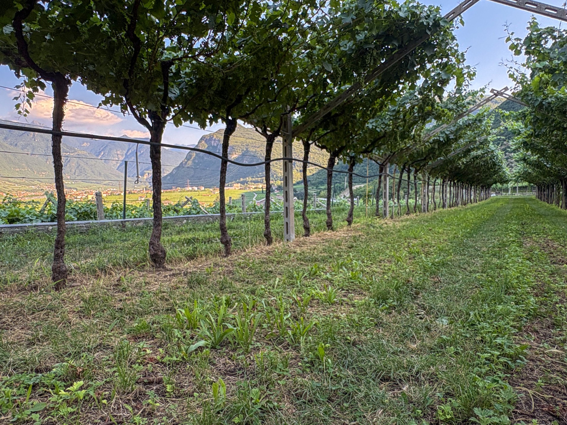 La pergola trentina affacciata sulla Vallagarina