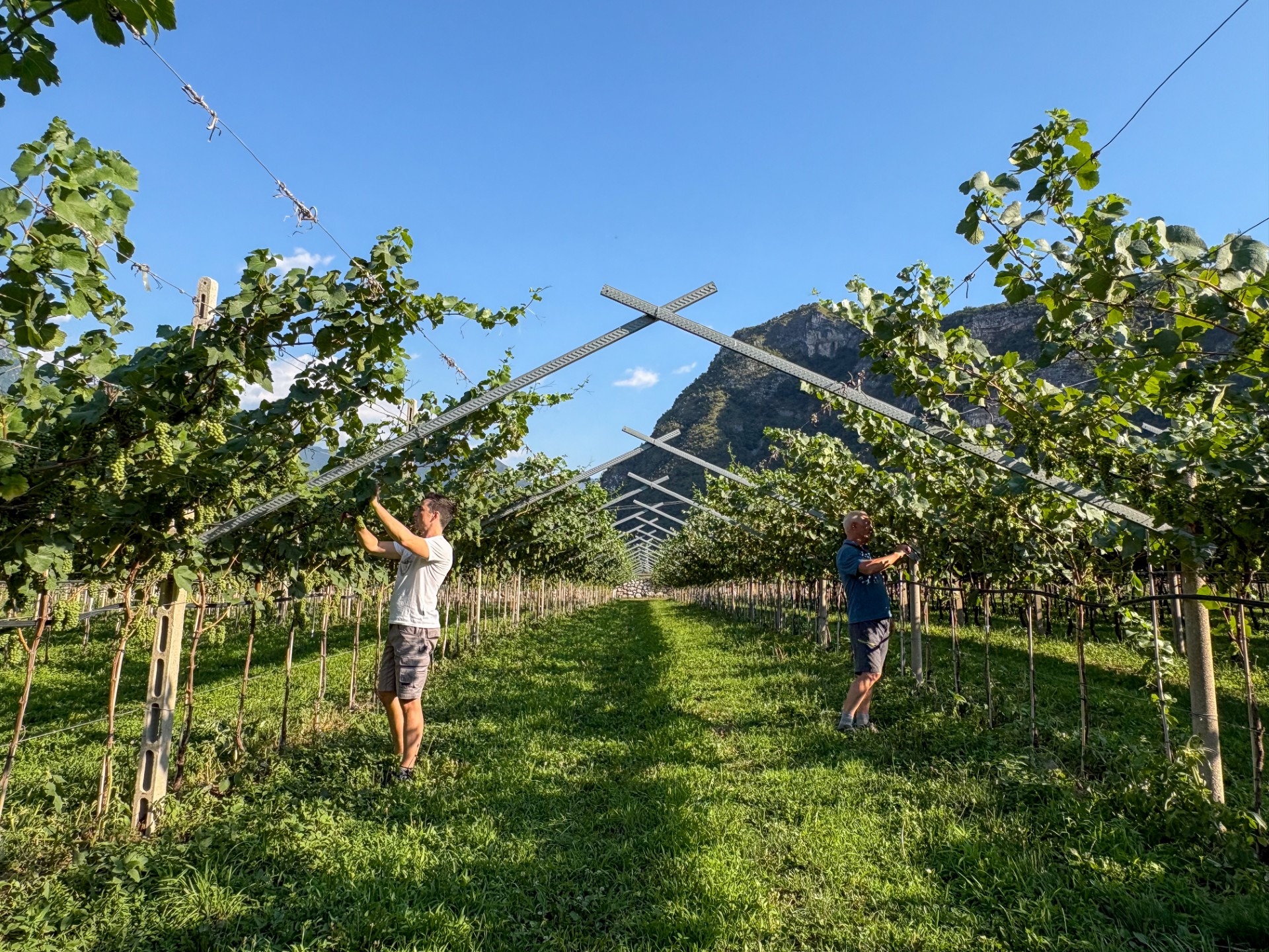 Francesco e Leonardo al lavoro tra i vigneti