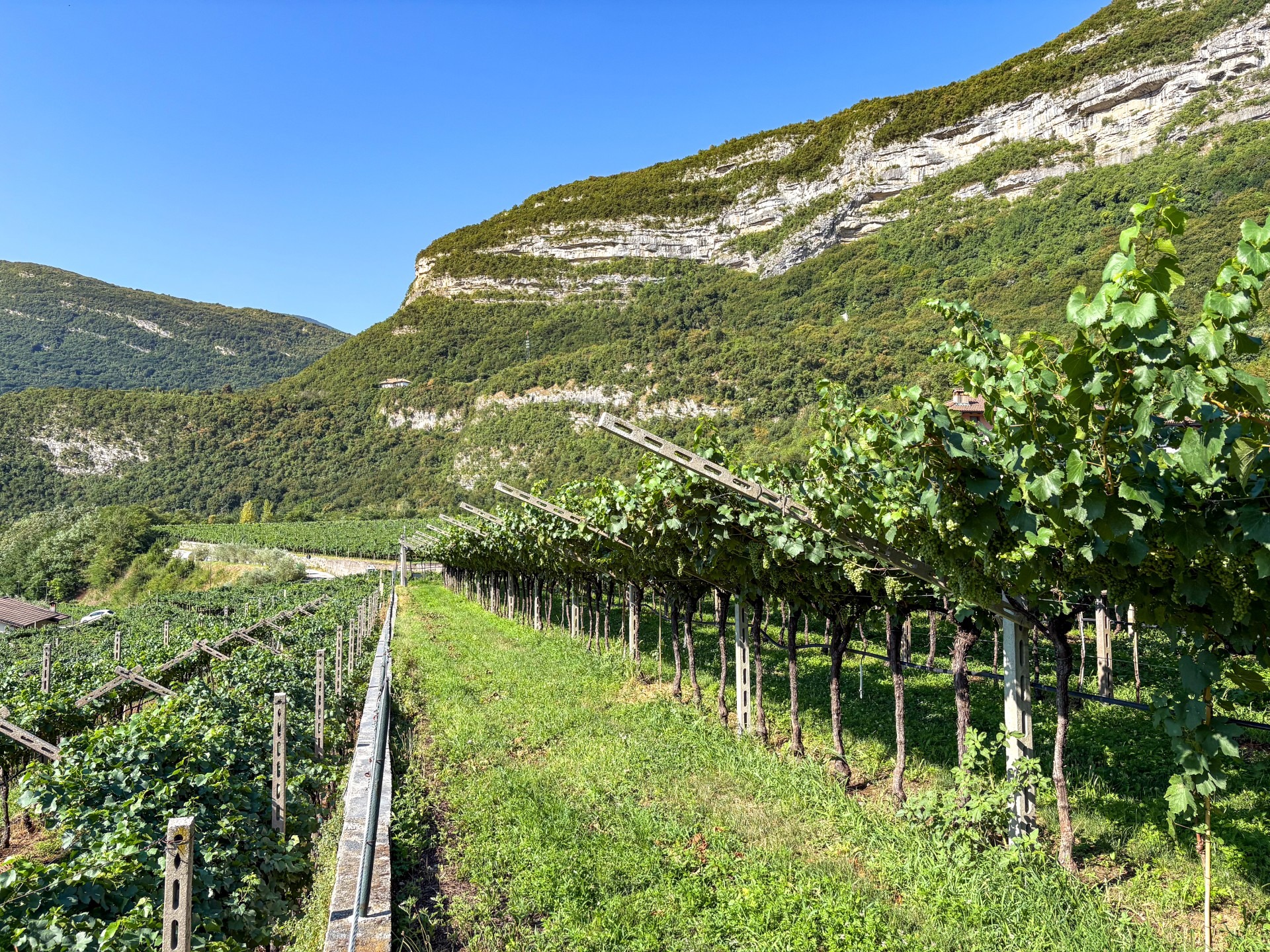 Vigneti di Elevium ai piedi del Monte Baldo
